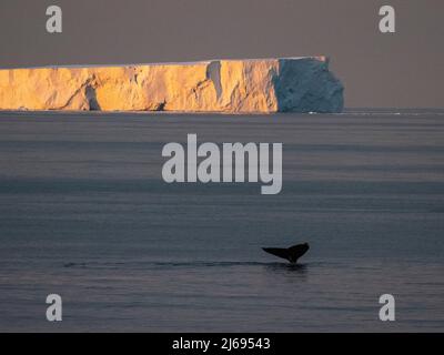 Una megattere adulta (Megaptera novaeangliae), flukes up immersione in mare a Pietro i Island, Antartide, regioni polari Foto Stock