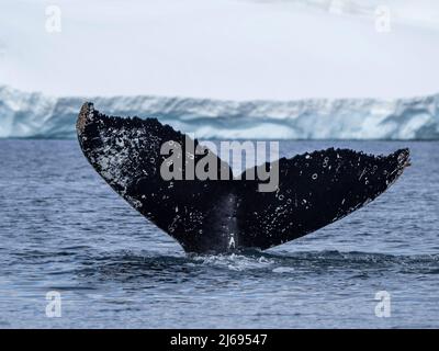 Una megattera adulta (Megaptera novaeangliae), flukes up immersione tra ghiaccio a Brabant Island, Antartide, regioni polari Foto Stock