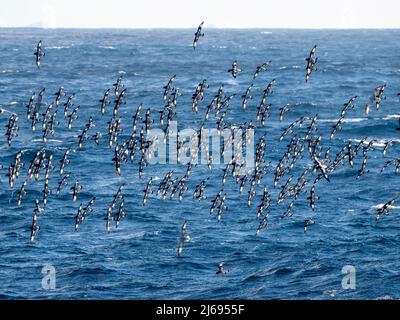 Pintado petrels (Daption Capense), in volo sull'estremità nord dell'isola di Coronation, Orkneys del Sud, Antartide, regioni polari Foto Stock