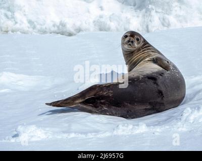 Un foca Weddell adulto (Leptonychotes weddellii), trasportato sul ghiaccio di mare del primo anno nel canale di Lemaire, Antartide, regioni polari Foto Stock