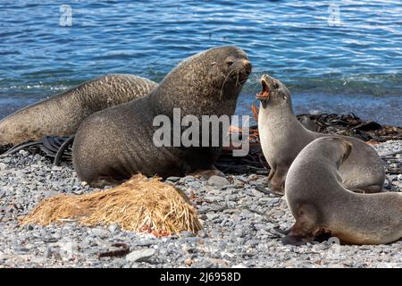 Foca antartica per adulti (Arctocephalus gazella), toro e mucca sull'isola di Prion, nell'isola della Georgia del Sud, nell'Atlantico del Sud, nelle regioni polari Foto Stock