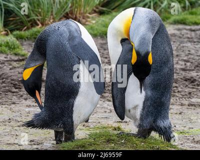 Pinguini re (Appenodytes patagonicus) che si preparano a Salisbury Plain, Georgia del Sud, Atlantico del Sud, regioni polari Foto Stock