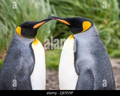 Pinguini re (Appenodytes patagonicus) che si preparano a Salisbury Plain, Georgia del Sud, Atlantico del Sud, regioni polari Foto Stock