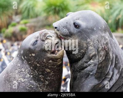 Giovane foca elefante meridionale (Mirounga leonina), i tori mock combattendo a Gold Harbor, Georgia del Sud, Atlantico del Sud, Polar regioni Foto Stock