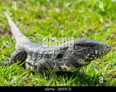 Tegu bianco e nero argentino (Salvator merianae), Pousada Piuval, Mato Grosso, Pantanal, Brasile, Sud America Foto Stock