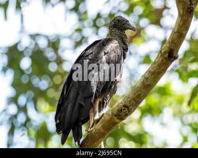 Avvoltoio nero adulto (Coragyps atratus) sulla Transpantaneira Highway, Mato Grosso, Pantanal, Brasile, Sud America Foto Stock