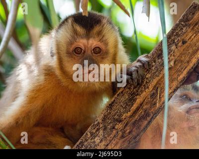 cappuccino di Azaras (Sapajus cay), che riposa in un albero, Pousada Piuval, Mato Grosso, Pantanal, Brasile, Sud America Foto Stock