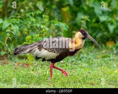 Ibis (Theristicus caudatus) per adulti, sulla Transpantaneira Highway, Mato Grosso, Pantanal, Brasile, Sud America Foto Stock