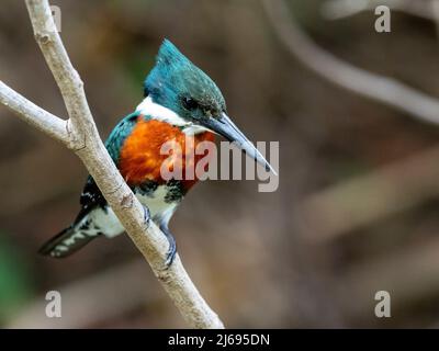 Martin pescatore verde maschio adulto (Chloroceryle americana), sul Rio Pixaim, Mata Grosso, Pantanal, Brasile, Sud America Foto Stock