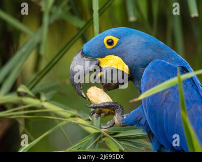 Macaw di giacinto adulto (Anodorhynchus hyacinthinus), in un albero sul Rio Pixaim, Mata Grosso, Pantanal, Brasile, Sud America Foto Stock