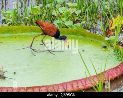 Jacana wattled adulto (jacana jacana), su giglio d'acqua della regina Victoria, Rio Pixaim, Mato Grosso, Pantanal, Brasile, Sud America Foto Stock