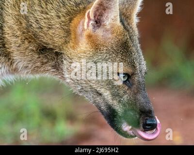 Volpe da granchio per adulti (Cerdocyon thous), dettaglio della testa a Pousada Piuval, Mato Grosso, Pantanal, Brasile, Sud America Foto Stock