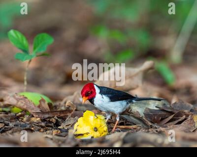 cardinale adulto giallo (Paroaria capitata), sul Rio Tres Irmao, Mato Grosso, Pantanal, Brasile, Sud America Foto Stock