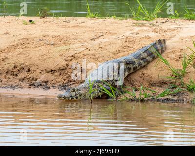 Un giovane caimano jacare (Caiman yacare), sulle rive del Rio Tres Irmao, Mato Grosso, Pantanal, Brasile, Sud America Foto Stock