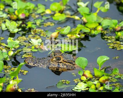 Giovane caimano jacare (Caiman yacare), in acqua a Pousada Piuval, Mata Grosso, Pantanal, Brasile, Sud America Foto Stock