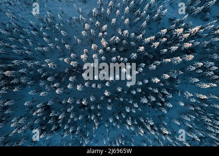 Alberi di abete ghiacciato nella foresta innevata durante l'inverno artico, vista aerea, Lapponia, Finlandia, Europa Foto Stock