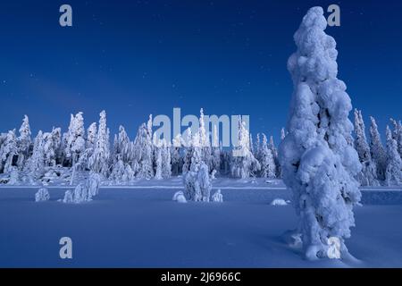 Alberi congelati nella foresta innevata sotto le stelle al crepuscolo, Lapponia, Finlandia, Europa Foto Stock