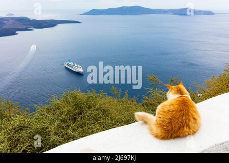 Un gatto zenzero appoggiato su un muro, che si affaccia su una nave da crociera nel Mar Egeo, Santorini, Cicladi, Isole greche, Grecia, Europa Foto Stock