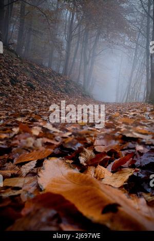 Sentiero nel bosco in una giornata di nebbia tutto coperto da foglie morte, Renania-Palatinato, Germania Foto Stock