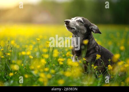 Piccolo cane prendere il sole in un campo di fiori gialli, Italia, Europa Foto Stock