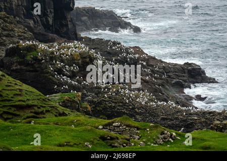 Kittiwakes con zampe nere (Rissa tridactyla), isola di Mykines, Isole Faroe, Danimarca Foto Stock