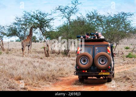 I turisti nel bush, Maasai Giraffe (Giraffa camelopardalis tippelskirchi), Lualenyi Ranch, Contea di Taita-Taveta, Kenya, Africa orientale, Africa Foto Stock