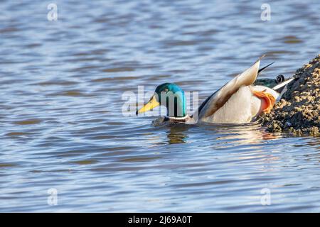 Femmina di mallardo o anatra selvaggia (Anas platyrhynchos) che nuotano in un laghetto Foto Stock