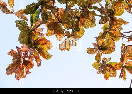 Foglie di un albero mangiato da parassiti su sfondo bianco , antracnosio è una grave epidemia. Foto Stock