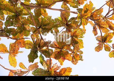 Foglie di un albero mangiato da parassiti su sfondo bianco , antracnosio è una grave epidemia. Foto Stock