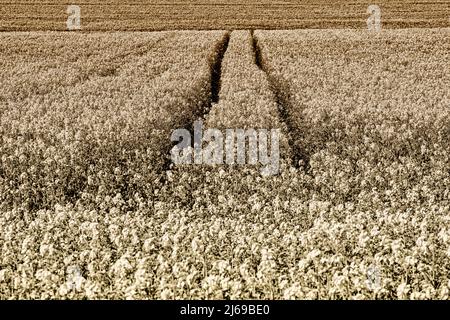 Paesaggio con campi di colza vicino a Gewissensenruh, Wesertal, Weserbergland, Hesse, Germania Foto Stock