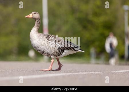 PRODUZIONE - 22 Aprile 2022, Baviera, Norimberga: Un'oca grigiastata corre attraverso un percorso verso una zona verde a Wöhrder See. Le oche selvatiche si stanno diffondendo sempre di più in Baviera. (A dpa: 'Le oche selvatiche si stanno diffondendo in Baviera - e con loro i problemi') Foto: Daniel Karmann/dpa Foto Stock