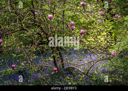 Magnolia x soulangeana, il piattino magnolia albero circondato da bluebells in Isabella Plantation, Richmond Park, Londra, Inghilterra, Regno Unito Foto Stock