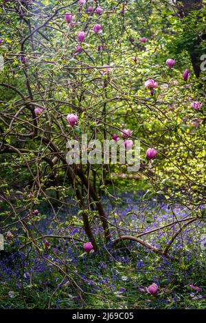 Magnolia x soulangeana, il piattino magnolia albero circondato da bluebells in Isabella Plantation, Richmond Park, Londra, Inghilterra, Regno Unito Foto Stock