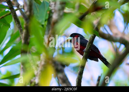 Nero-e-rosso Broadbill Cymbirhynchus macrorhynchos - eBird , assolutamente inconfondibile abitante delle foreste sempreverdi lungo il fiume e del fiume, uomo Foto Stock