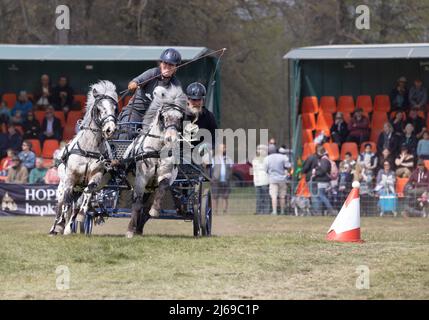 Shetland ponies tirando una carrozza su un britannico Scurry e prova a guidare il corso di ostacolo in una gara, East Anglian Game & Countryside Fair Event UK Foto Stock