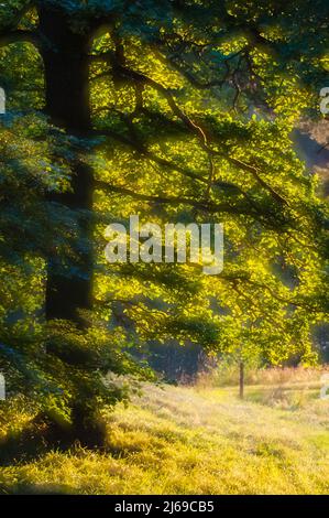 Luce del sole che brilla sulle foglie d'albero Foto Stock