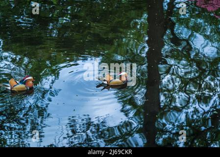 Anatre mandarine sullo stagno ancora in piantagione di Isabella, Richmond Park, Londra, Inghilterra, Regno Unito Foto Stock