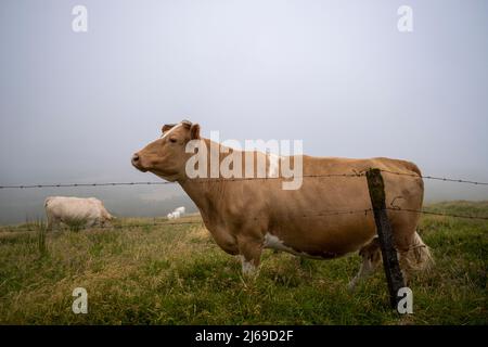 Faial, Portogallo - 07 Agosto 2021 : Cow pascolo nella nebbia Foto Stock