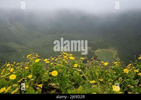 Faial, Portogallo - 07 Agosto 2021 : Dandelions ai margini della caldera di Faial Foto Stock