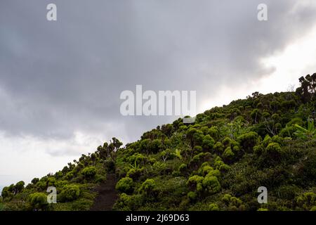 Faial, Portogallo - 07 Agosto 2021 : percorso fino al cratere di Cabeo do Fogo Foto Stock