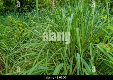 Il cespuglio di citronella, Cymbopogon, cresce in una fattoria a Zanzibar, Tanzania Foto Stock