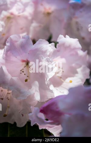 Gruppo Rhododendron Loderi Foto Stock