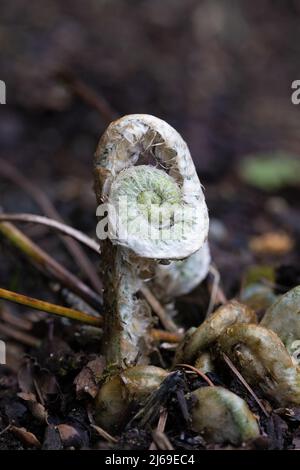 Una giovane pianta di felci ancora srotolato, in un giardino. Foto Stock
