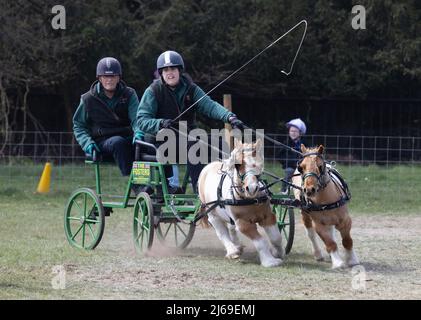 Due pony in miniatura Shetland carrozza che guidano su un circuito britannico di Surry e prova a guidare un percorso ad ostacoli in una gara, Suffolk UK Foto Stock