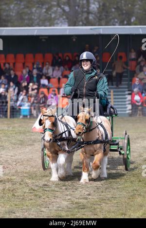 Due pony in miniatura Shetland carrozza che guidano su un circuito britannico di Surry e prova a guidare un percorso ad ostacoli in una gara, Suffolk UK Foto Stock