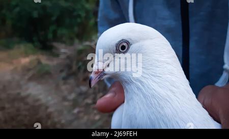 Primo piano della testa bianca del piccione. Columbidae è una famiglia di uccelli che comprende piccioni e colombe. Foto Stock