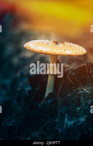 Primo piano di Amanita muscaria, comunemente conosciuta come la mosca agarica o mosca amanita in autunno Foresta alla luce del sole. Effetto psicoattivo, depressivo, sedativo Foto Stock