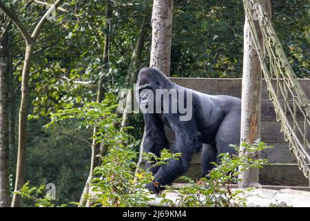 Primo piano di un adulto maschio Western Lowland Gorilla (Gorilla gorilla gorilla) isolato su uno sfondo verde naturale Foto Stock