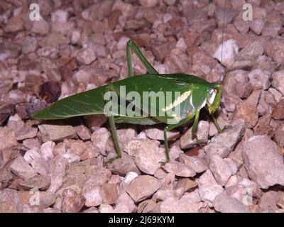 Katydid (famiglia Tettigoniidae) è isolato su uno sfondo naturale scuro dalle giungle del Belize, America Centrale Foto Stock