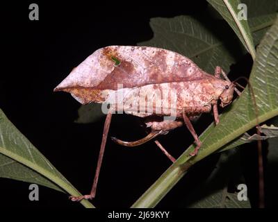 La foglia morta Katydid (famiglia Tettigoniidae) mima una foglia morta isolata su uno sfondo naturale scuro dalle giungle del Belize, America Centrale Foto Stock